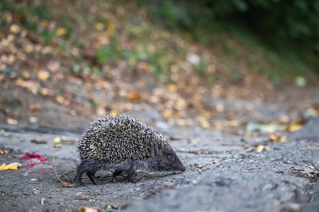 迪卡尼奥：希门尼斯的绝杀巴雷拉要负责，他就站在那里不动